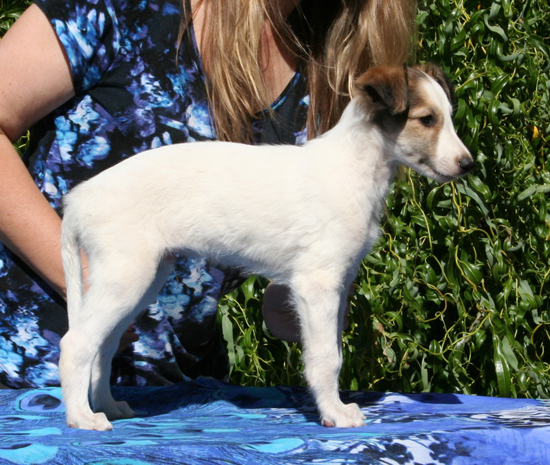 5 weeks - Boy 4 right